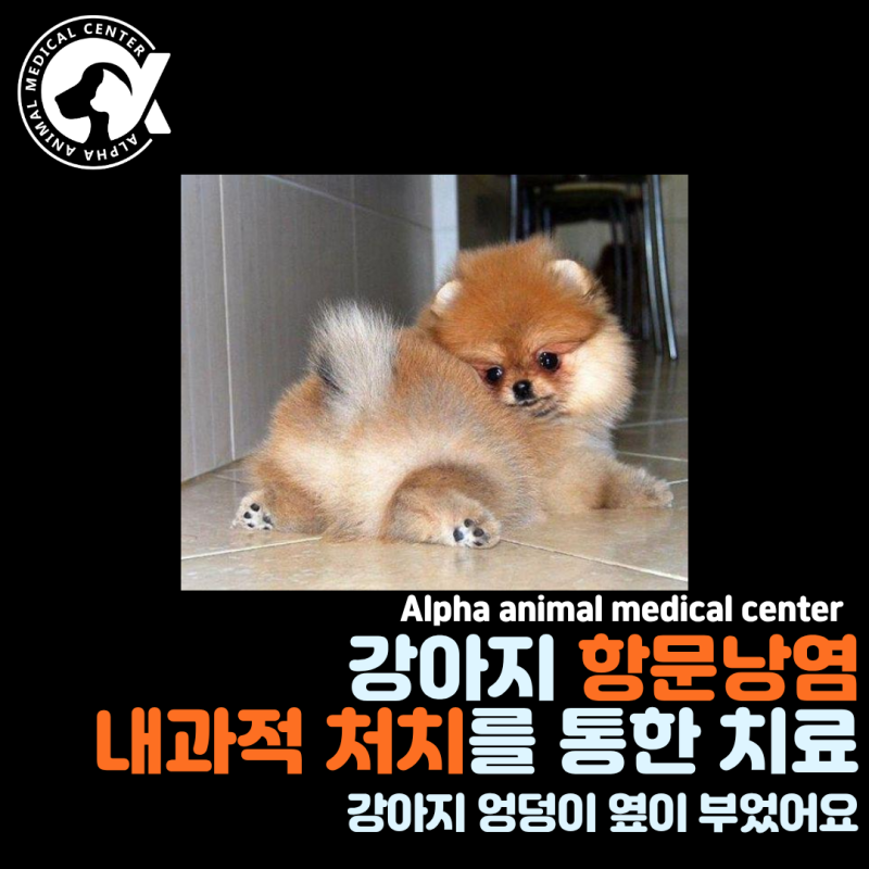 강아지 엉덩이 옆이 부었어요. 강아지 항문낭염 - 내과적 처치를 통한 치료. 대구 24시 동물병....