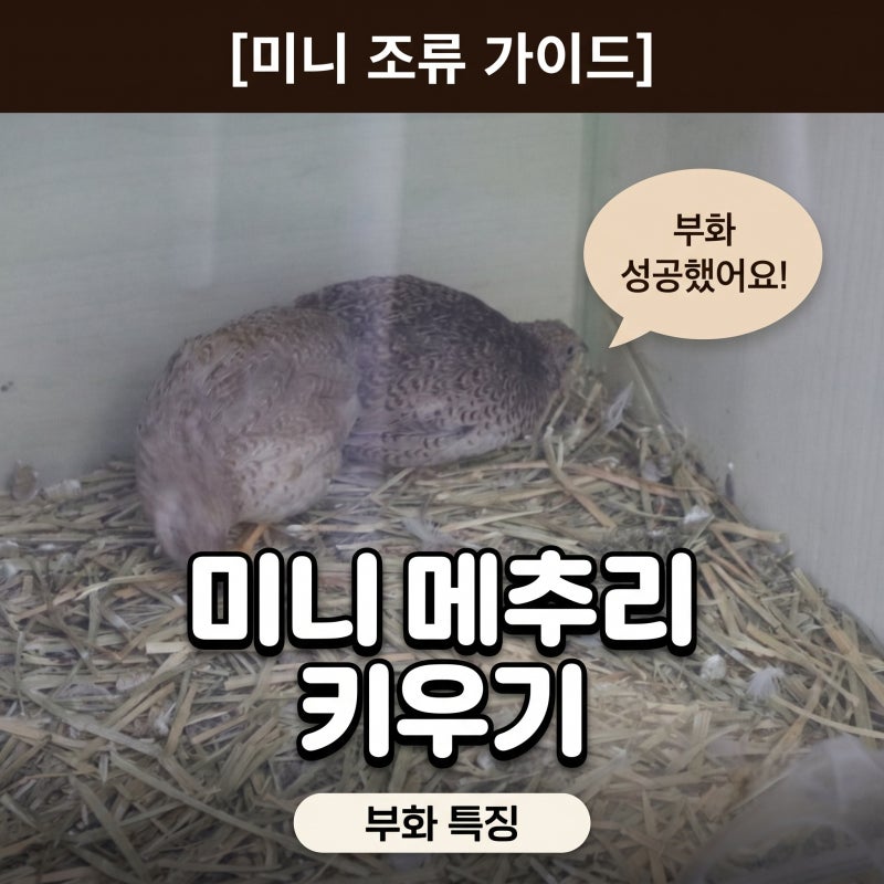 반려동물 미니 메추리 키우기 부화 특징