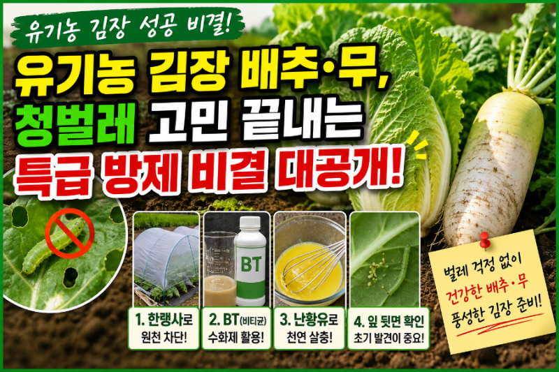 유기농 김장 배추·무, 청벌레 고민 끝내는 특급 방제 비결 대공개!
