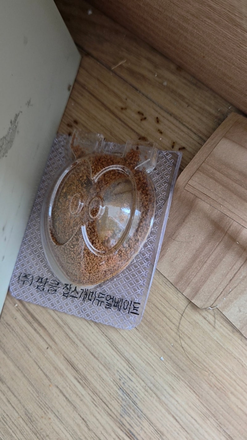 아파트에 작은개미 정체는? 잡스설치 후 대처방법