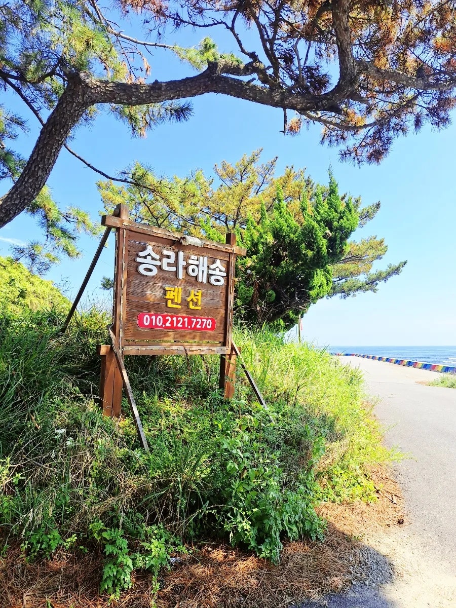 해송 사진 1