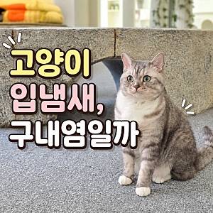 고양이 구내염, 입냄새 원인? 증상과 관리법