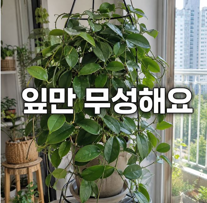 호야꽃이 안 피는 이유 잎만 자랄 때 확인할 것