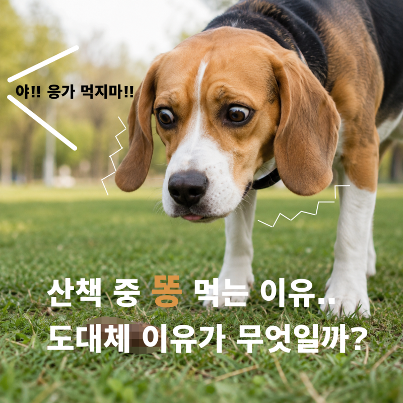 강아지가 자기 똥 먹는 이유, 영양 부족 때문일까?