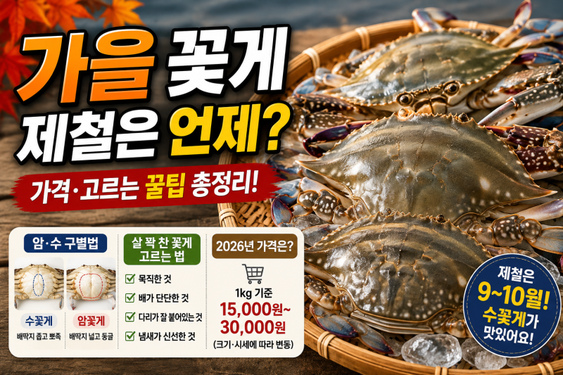가을 꽃게 제철은 언제? 암꽃게·수꽃게 구별법과 가격·고르는 꿀팁!