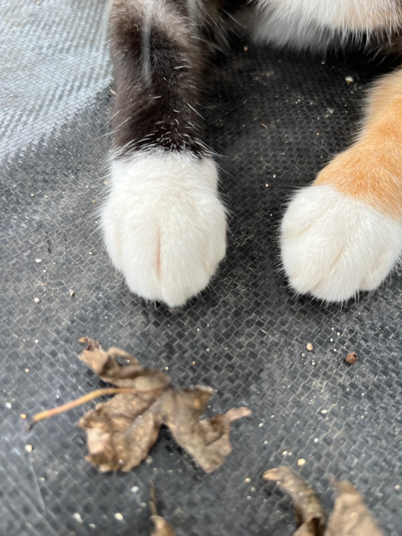 길 고양이 발톱에 갈퀴가 있던데, 따로 관리 안 해도 될까?