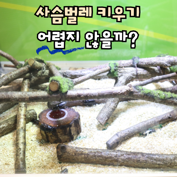 홍다리 사슴벌레 키우기 수명 먹이 채집 방법
