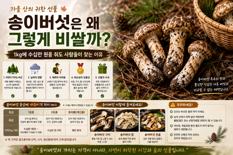 송이버섯은 왜 그렇게 비쌀까? 1kg에 수십만 원을 줘도 사람들이 찾는 이유