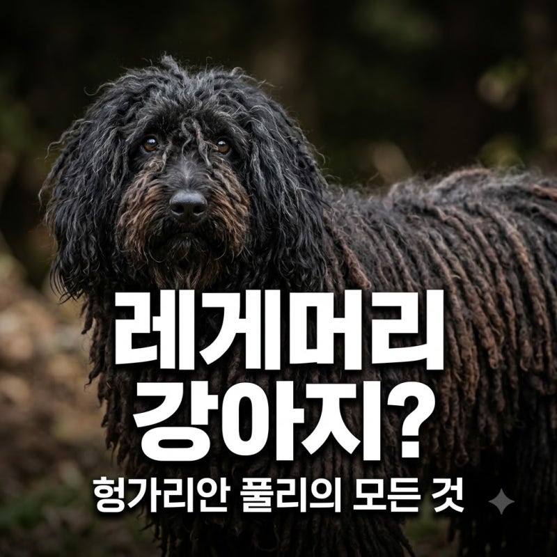 헝가리안 풀리, 독특한 레게머리 외모와 실제 관리법은 무엇일까요?