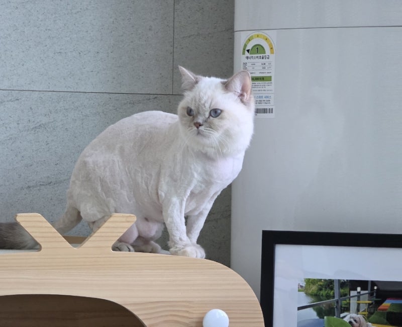 고양이 수명은 몇 년일까? 고양이 나이계산과 사람 나이 알아봤어요