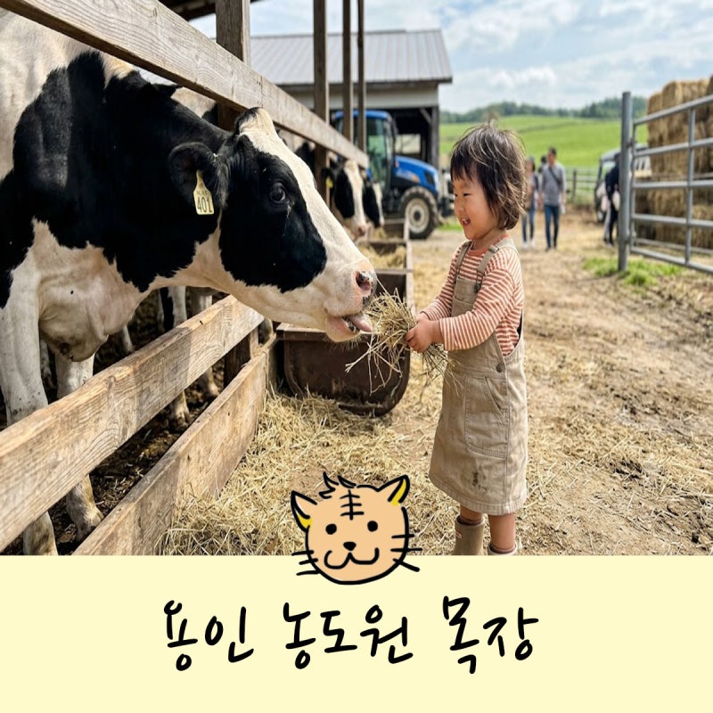 용인 농도원 목장 아기랑 가을철 가봐야할 이색체험 장소 추천(예약성공팁)