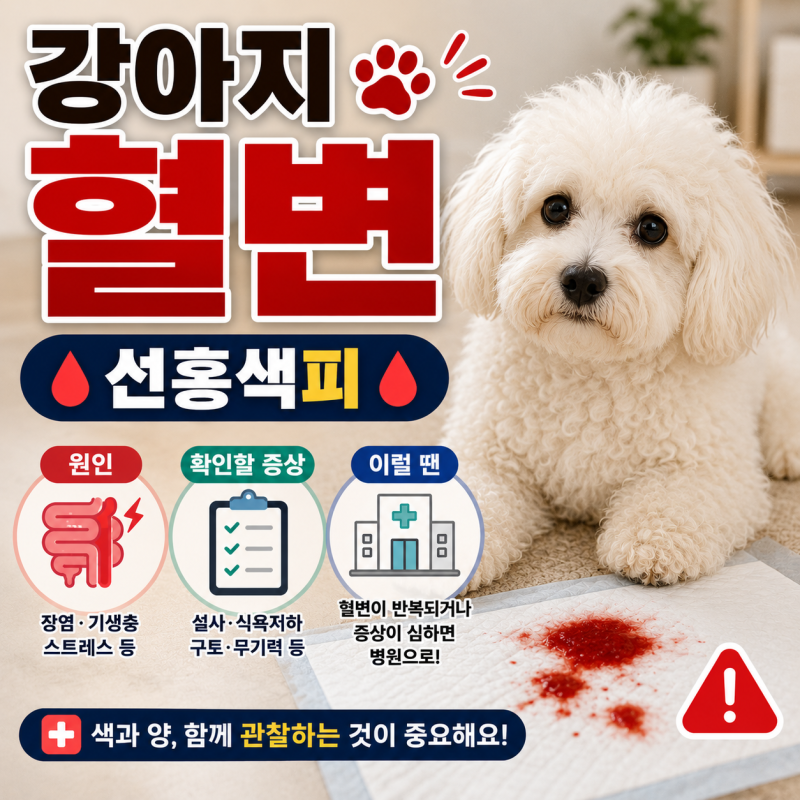 강아지 혈변(선홍색피, 원인, 확인할 증상)