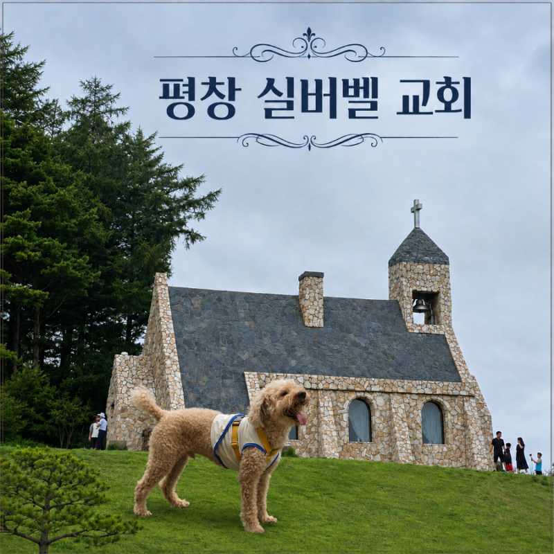 아들 찬스+ 강원도 평창 여행~ 1편 [애견동반 음식점] 반려견 입장료 받는 하늘 목장, 평창 가....