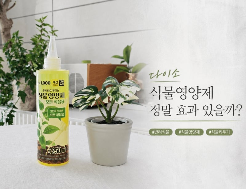 다이소 식물영양제 정말 효과 있을까? 반려식물 키우기에 직접 써봤어요