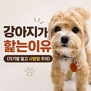 강아지가 핥는이유 (자기발 말고 사람발 주의)
