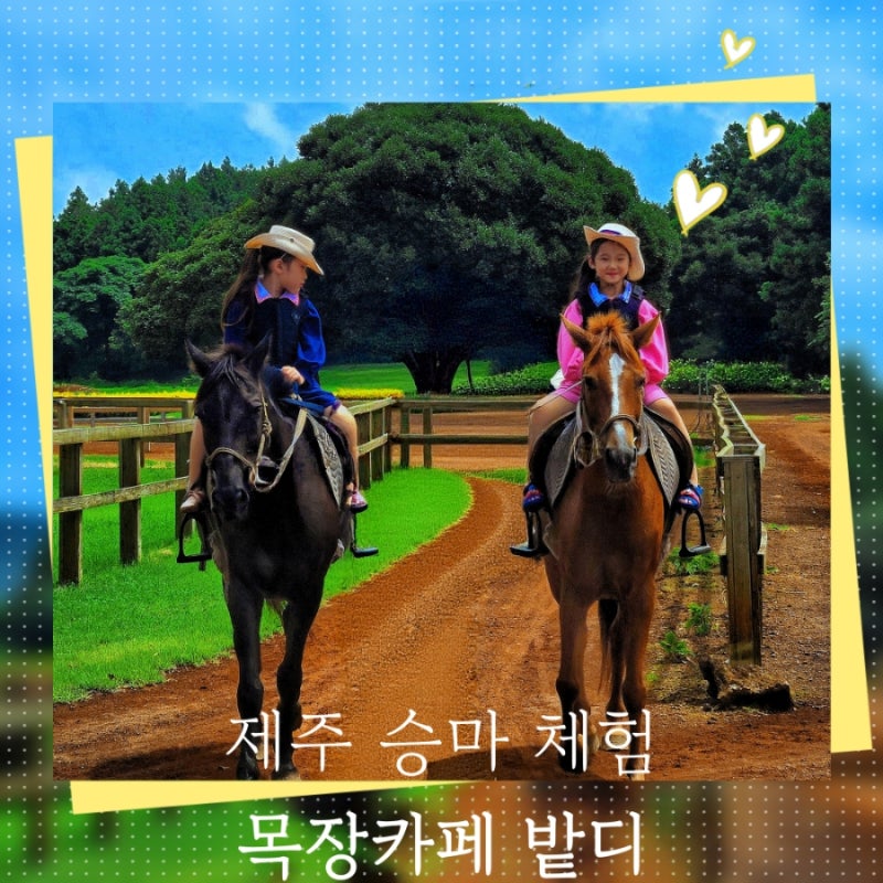 제주도 아이와 가볼만한곳, 제주 승마 체험 "목장카페 밭디" 승마, 말먹이주기, 드로잉, 이색....