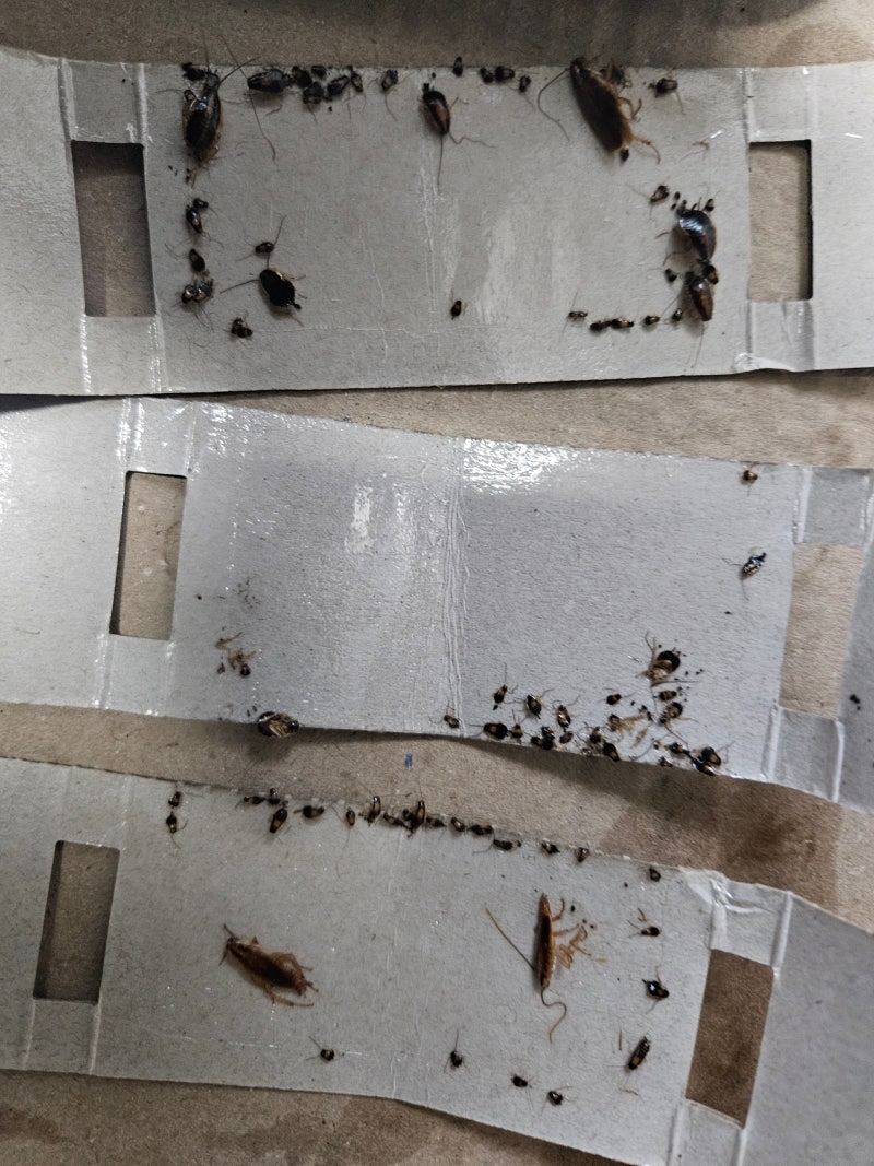 [현장 후기] 식당·원룸 바퀴벌레, 약만 뿌리고 끝내지 않는 이유 (실제 작업 사례)