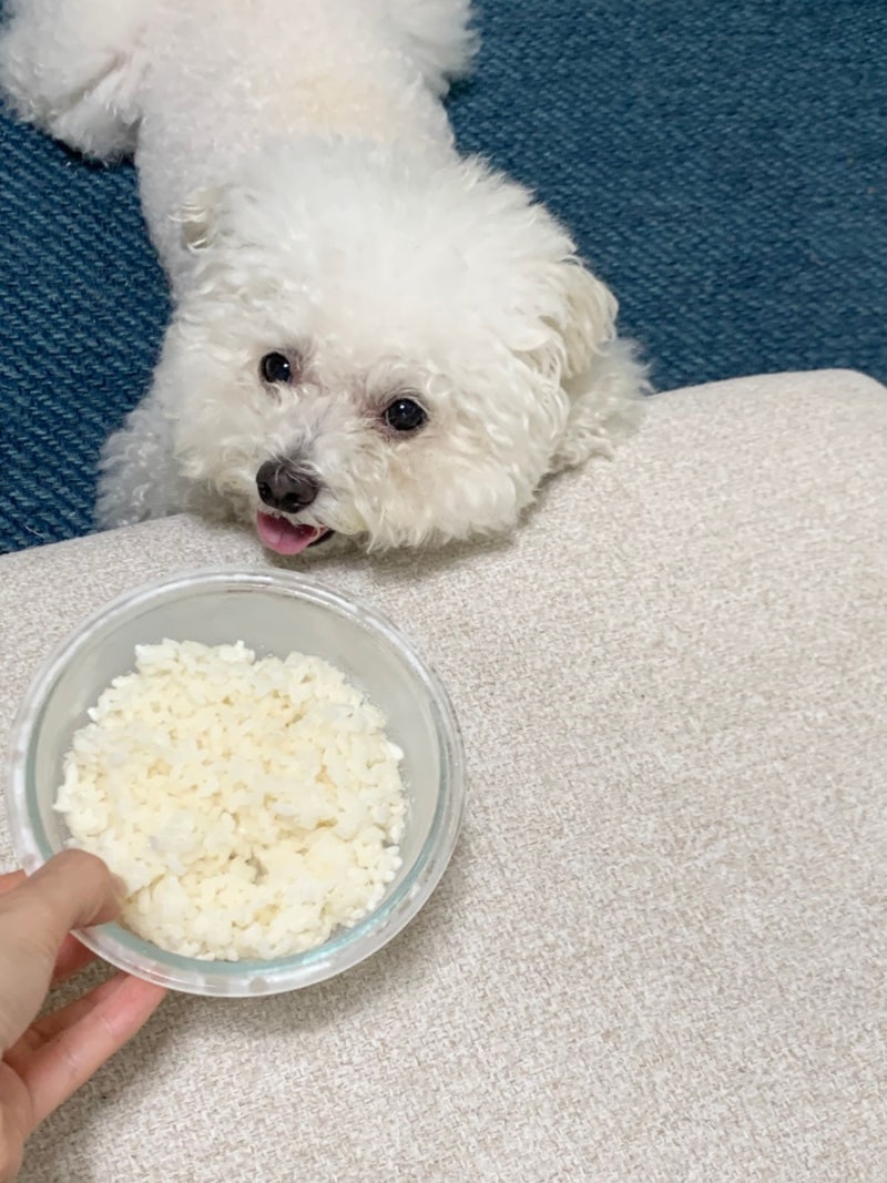 강아지 쌀밥 줘도 되나요?