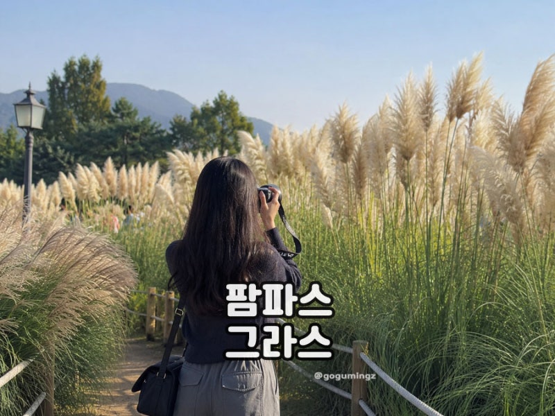 팜파스 그라스 억새와 차이점은? 키우기 방법