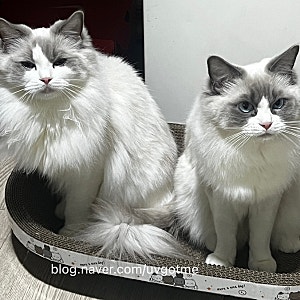 고양이 수명 30년 시대 올까? 수명 연장 주사 AIM 치료제