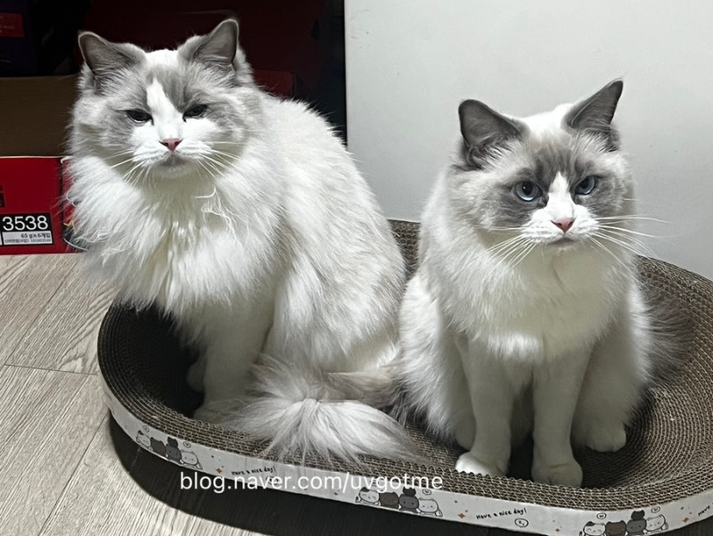 고양이 수명 30년 시대 올까? 수명 연장 주사 AIM 치료제