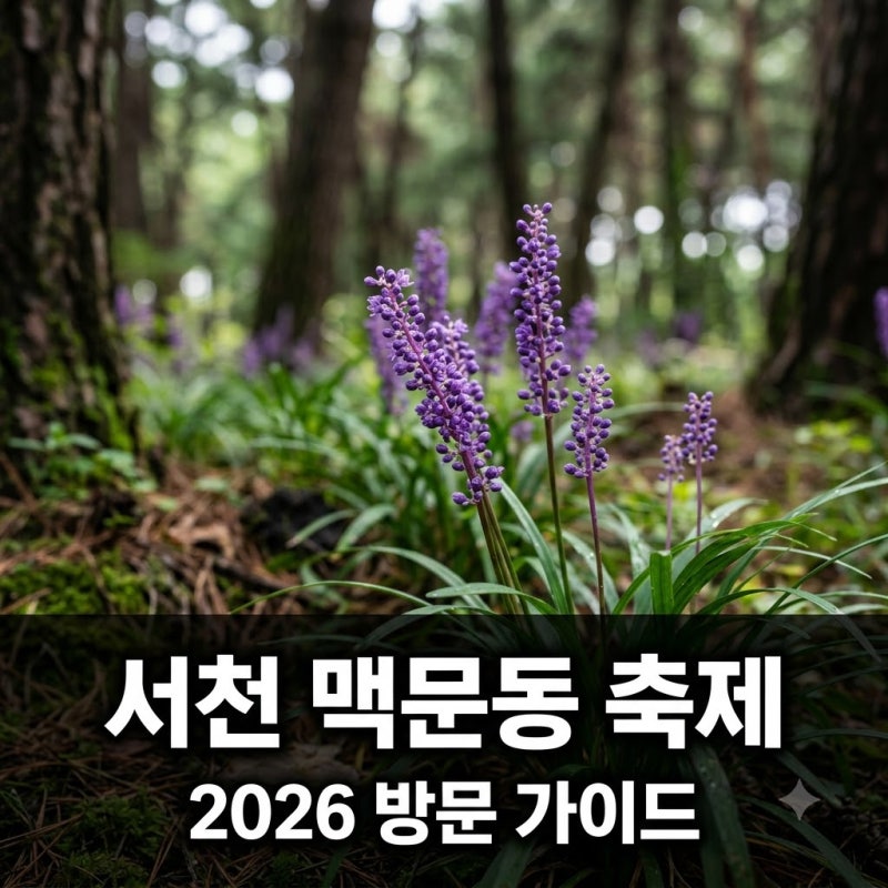 서천 맥문동 축제 2026 개화 상황 주차장 공연 일정 핵심정리