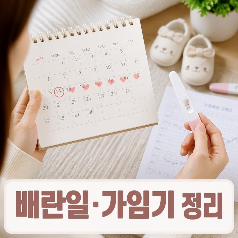 배란일계산기 배란기 가임기 뜻과 임신확률 계산법