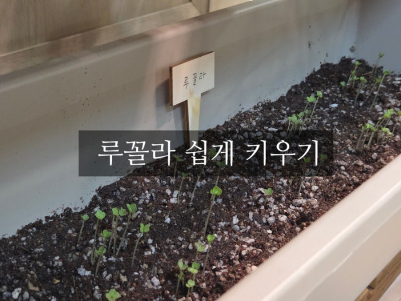 초보 식집사 루꼴라 쉽게 키우기는 방법(다이소 화분깔망, 쿠팡 화분)