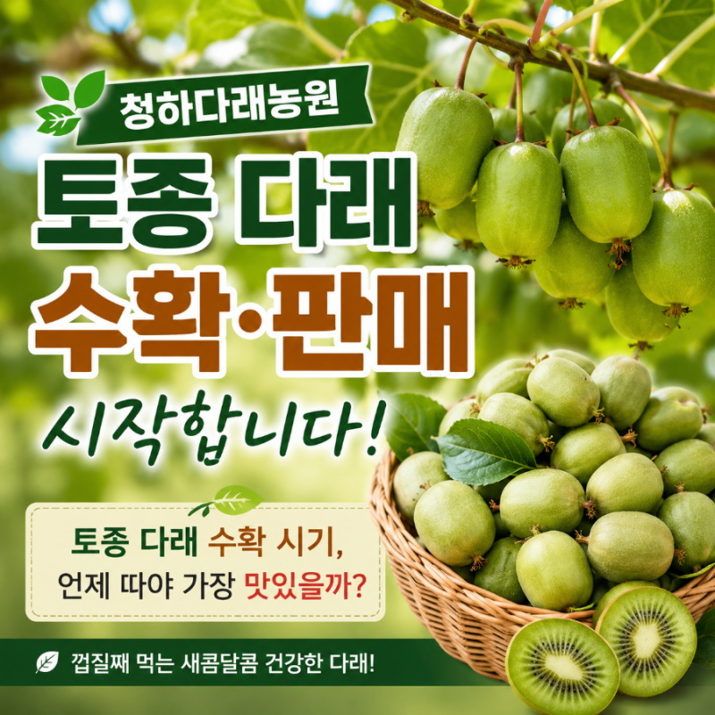 청하다래농원 토종 다래 수확·판매를 시작합니다. 토종 다래 수확 시기, 언제 따야 가장 맛....