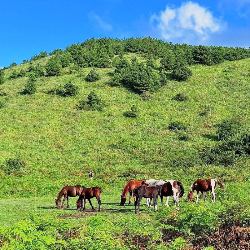 Jeju Island Yongnuni Oreum: Recommended East Jeju Oreum Course