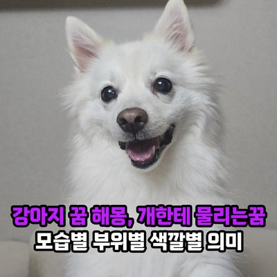 강아지 꿈 해몽, 개한테 물리는꿈 개가 무는꿈 모습별 부위별 색깔별 의미는?