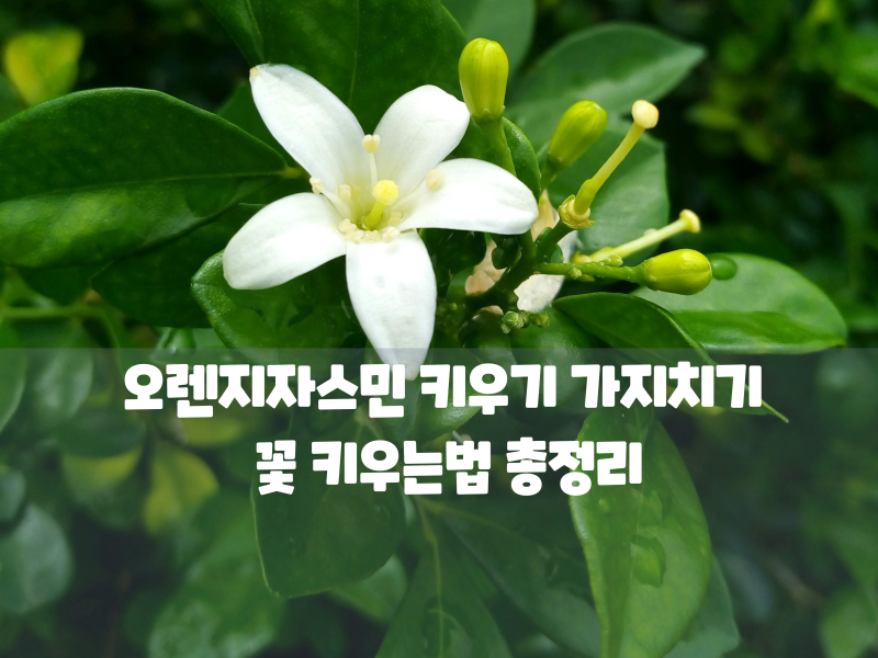오렌지자스민 키우기 가지치기 꽃 키우는법 총정리