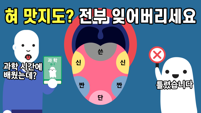 혀 맛지도는 틀렸다