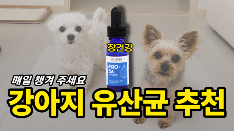 강아지 유산균 추천 pro5a, 5년 먹이던 웰케어 버리고 갈아탄 이유