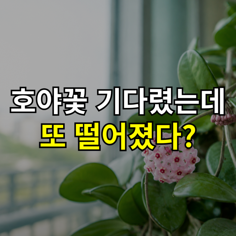 “꽃봉오리만 생기고 왜 피지는 않을까?” 호야꽃피는시기, 꽃대 관리와 꽃말