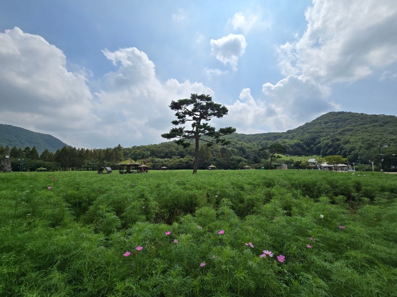 인천대공원 코스모스 개화현황