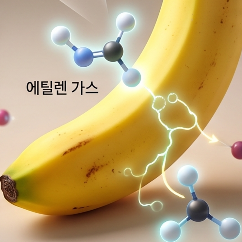 바나나 오래 보관방법 및 냉장보관의 진실, 초파리 차단하는 에틸렌 가스 밀폐 보관법