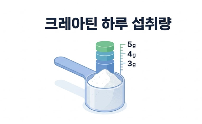 크레아틴 복용법, 크레아틴, 크레아틴 하루섭취량
