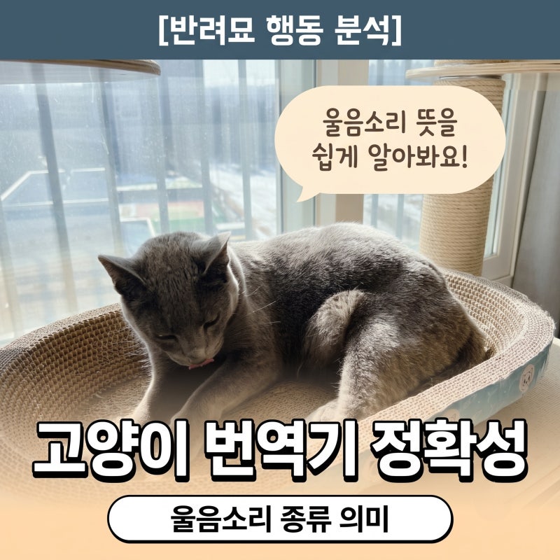 고양이 번역기 정확성 고양이 언어 울음소리 종류 의미