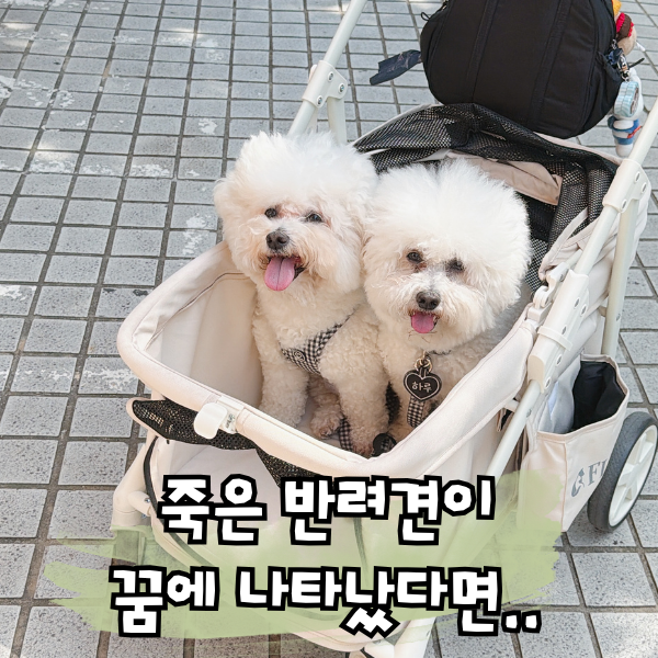 죽은 강아지꿈, 키우던 반려견 나오는 꿈 의미
