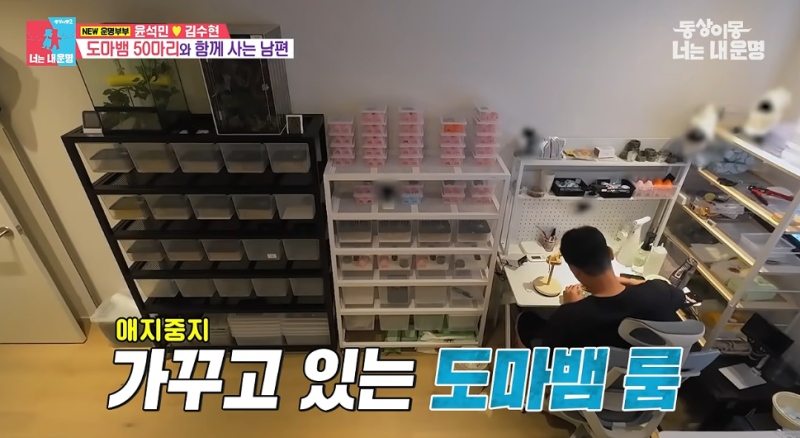 윤석민 도마뱀 50마리 키운다,크레스티드 게코 키우기 전에 알아야할 것