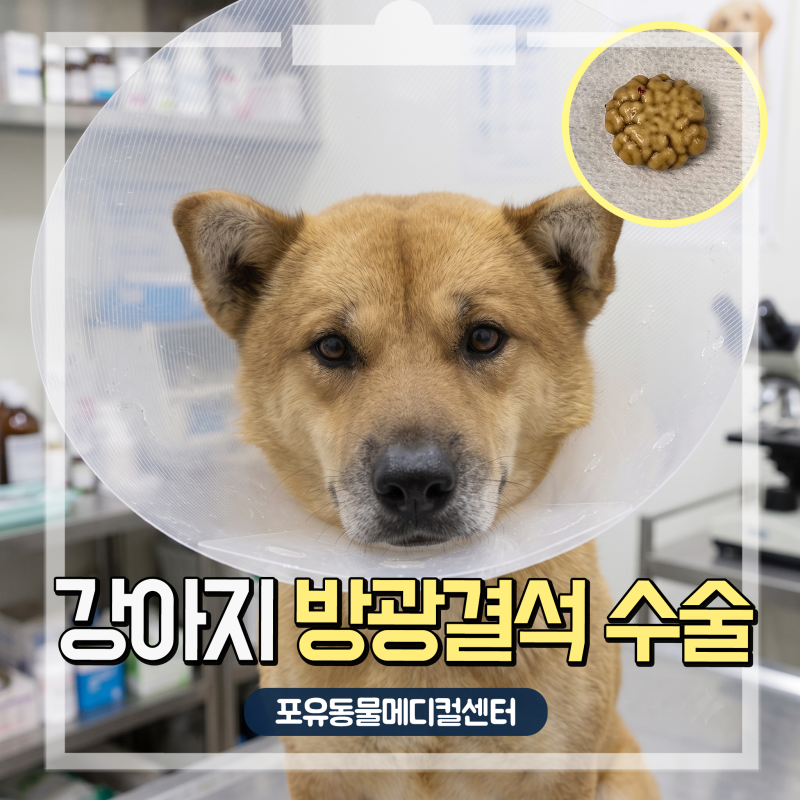 소변 못 보는 강아지 배뇨곤란, 방광결석 증상 진단부터 방광결석 수술까지! 안산 24시 동물....