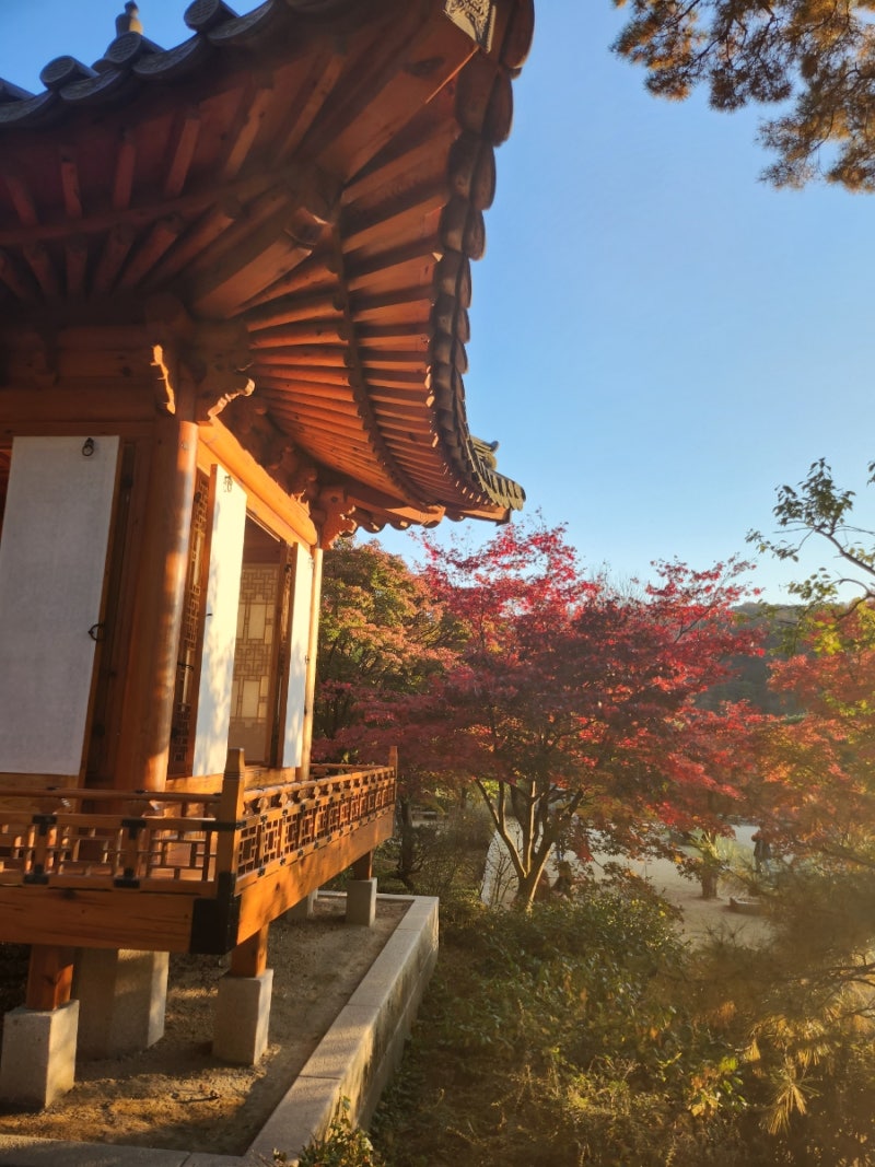 용인 가을 단풍 명소 호암미술관 희원 10월 방문 후기