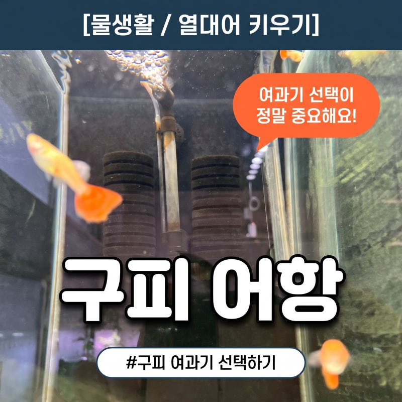구피 어항 자반어항 세팅 구피 여과기 스펀지여과기 외부여과기 선택