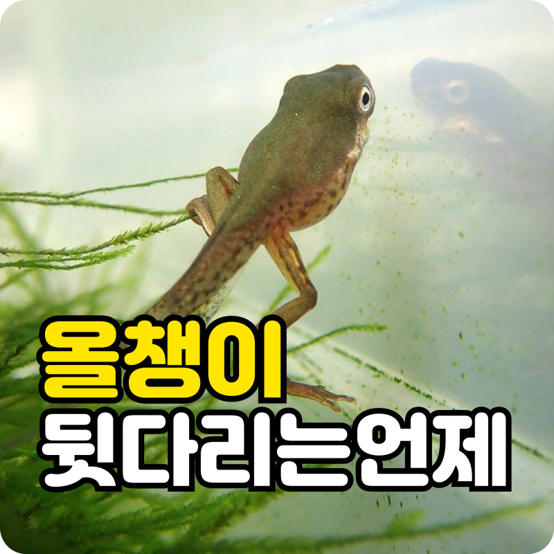 개구리 올챙이 뒷다리 언제 나올까? 순서와 이유 깔끔 정리