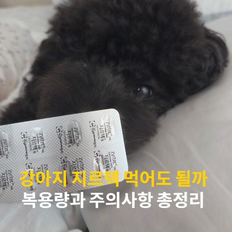 강아지 지르텍 먹어도 될까? 복용량과 주의사항 총정리