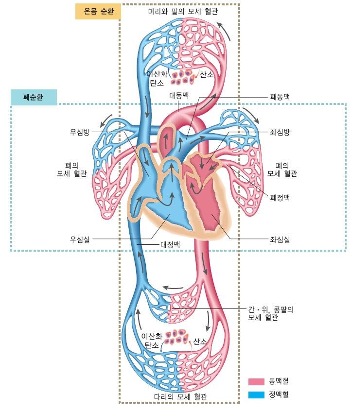 아르기닌 효능 하루 6000mg 섭취량 운동 전후 단백질 병행법
