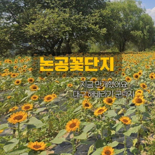 대구 해바라기 군락지 논공꽃단지 지금 만개! 9월 가볼만한곳 추천