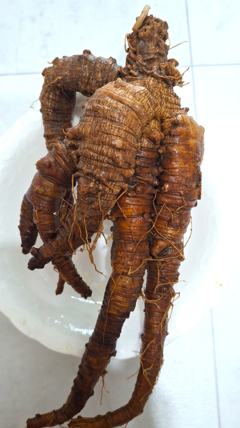 40년산 장생 산더덕 담금주 거르기 + 더덕 효능