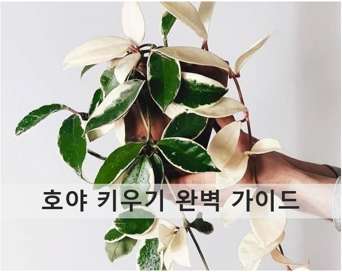 [1편] 호야 키우기 완벽 가이드: 어떤 식물일까? 인기 종류 TOP 5와 매력 총정리